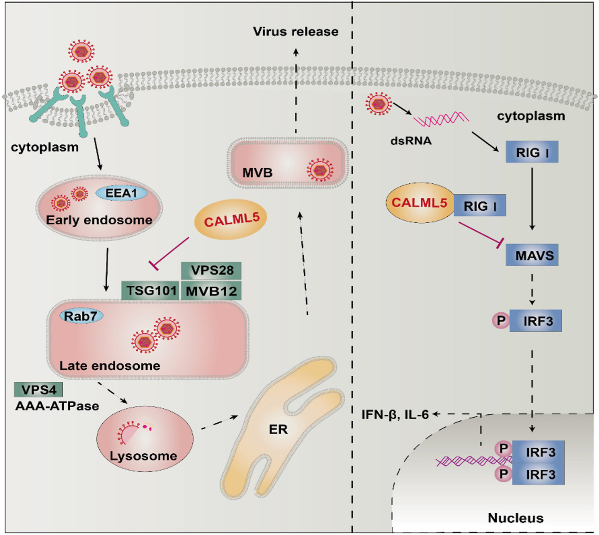 Calmodulin-like 5 promotes PEDV replication by regulating late-endosome synthesis and innate immune response